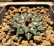 Ariocarpus kotschoubeyanus v