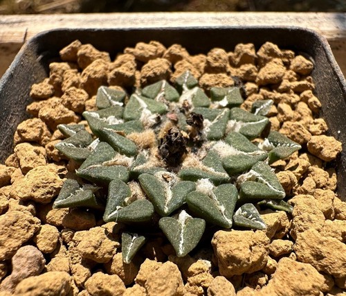 Ariocarpus kotschoubeyanus - , v