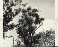1962 Press Photo Yucca