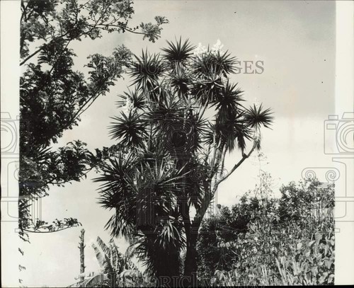 1962 stampa foto pianta - foto,