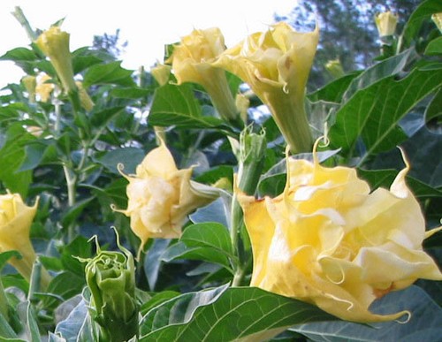 Datura golden queen 15 - golden,