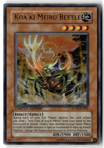Koa meiru beetle - koa'ki,