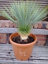 Yucca Rostrata n.22