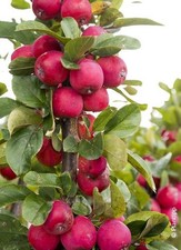 Malus transitoria APPLETINI®