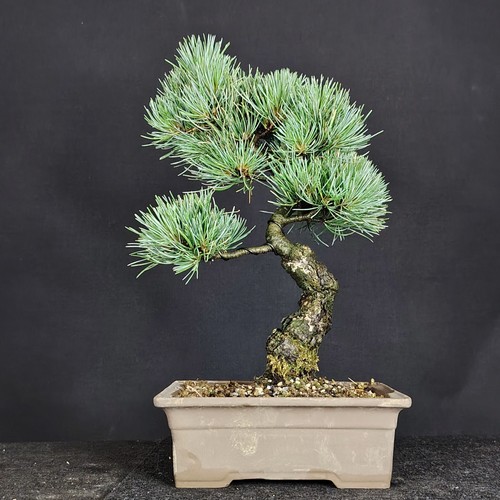 Bonsai pinus parviflora - bonsai,