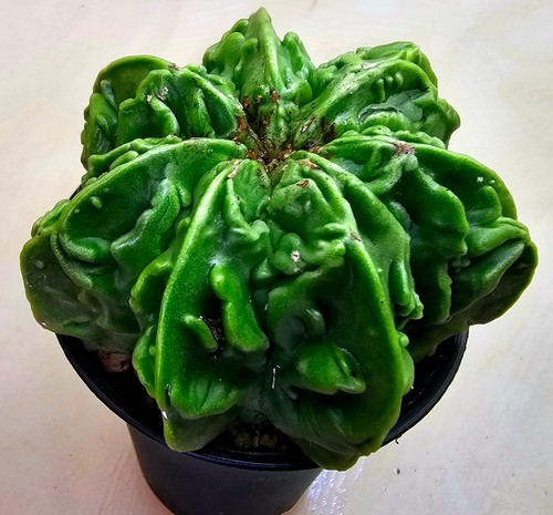 Cactus astrophytum myriostigma - cactus,