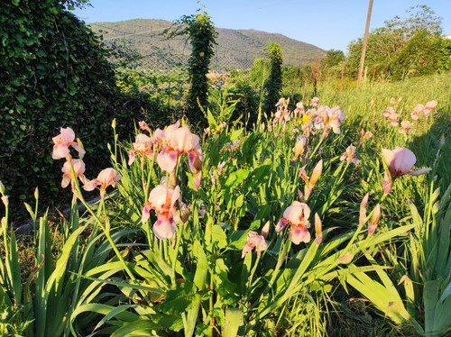 Rizomi iris germanica - n°1,