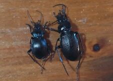 Coleoptera Carabidae  Carabus Rossi Male +carabus Convexus Paganett  Italy Lazio