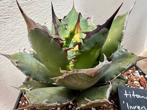 Spina inversa agave - agave, titanota