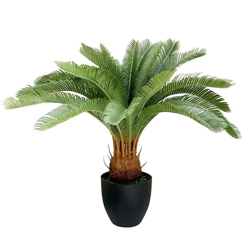 Pianta palma cycas - pianta, di