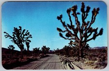 Cartolina d'epoca Joshua Tree