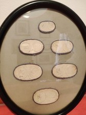 Gessi Antichi Numismatici in Cornice ebanizzata Ottocento 800 Antica Roma Monete