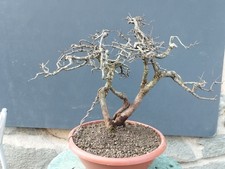Pre-Bonsai Di Prunus Spinosa