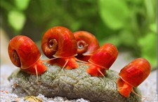 lumache acquario dolce 