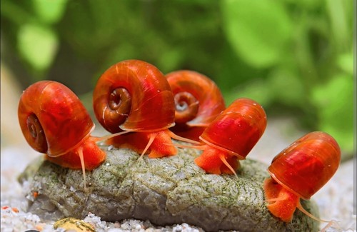 Lumache acquario dolce - acquario,