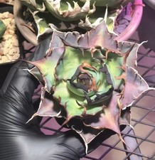 Vendita rara pianta di cactus