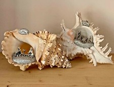 Nativita' in conchiglia