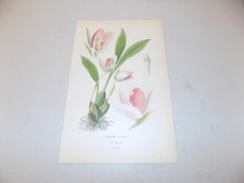 1897 Floral Print  / LYCASTE
