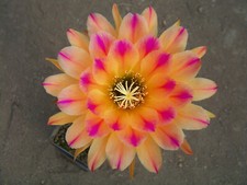 300x semi ibridi mix - semi,