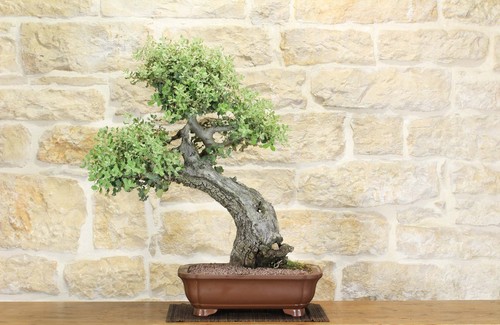 Bonsai quercia spinosa - spinosa, (7)