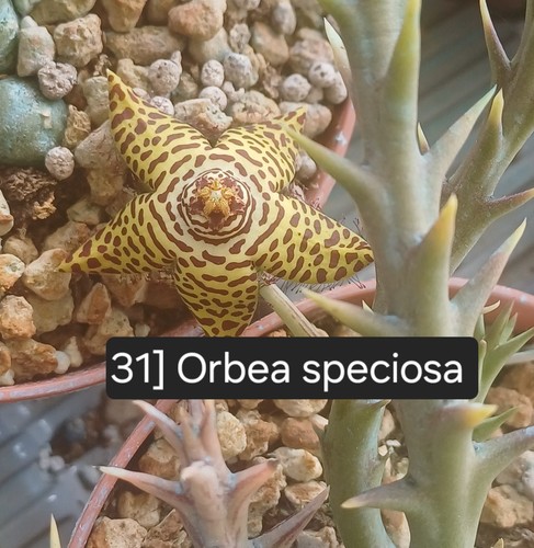 Talea radicata orbea - 1,