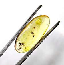 Pietra preziosa cabochon non trattata ambra baltica fossilizzata naturale cer...