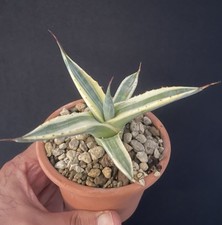 VERY RARE! Agave salmania