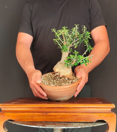Pre bonsai shoin olivastro - bonsai, di