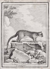 Fasciatoio Kinkajou orso miele disegno disegno disegno disegno disegno 1780