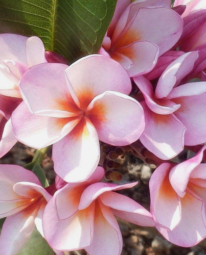Semi mix plumeria - mix,