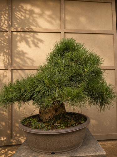 Bonsai pino nero - bonsai,