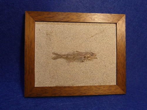 Pesce fossile smerdis - pesce,