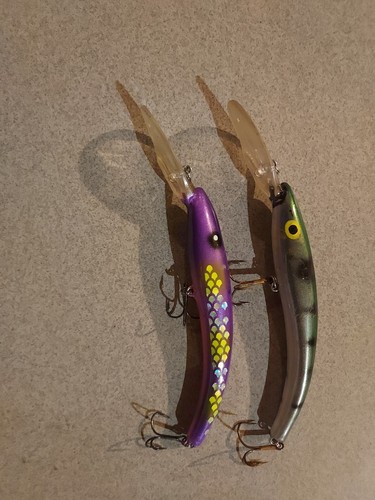 Esche pesca reef - esche,