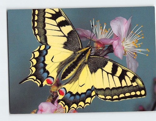 Cartolina papilio machaon - cartolina,