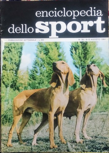 Caccia coppia segugi da - -,