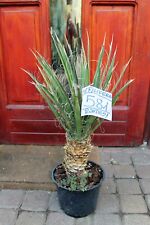 Yucca filifera del Messico