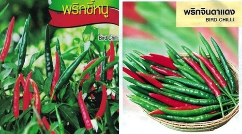 Semi peperoncini bird - ,
