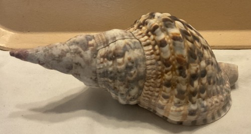 Charonia tritonis grande - 8",