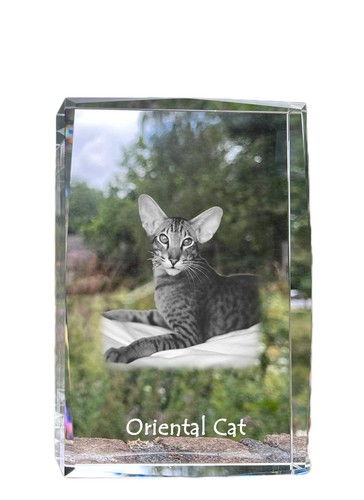 Gatto orientale cristallo - , con