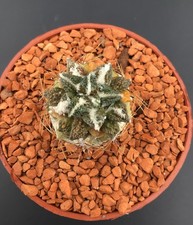 Ariocarpus Grafted WYSWYG