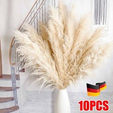 10 x erba di pampa grande