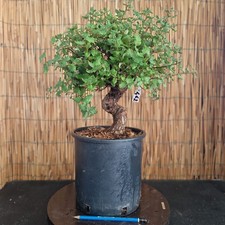 Bonsai di Quercia da sughero h 33cm Visita il mio negozio!
