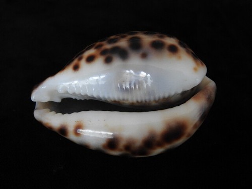 Sea shell cypraea tigris - sea,