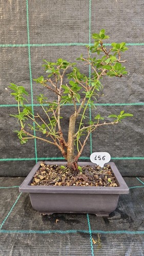 Bonsai prugnolo selvatico - bonsai,