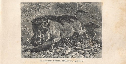 Stampa antica facocero - stampa,
