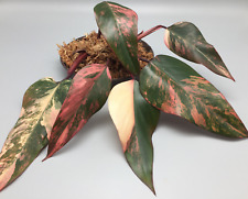 Bellissima talea Philodendron