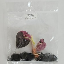 Alocasia Heart Balloon pink