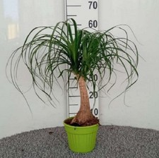 Pianta beaucarnea mangiafumo - pianta,