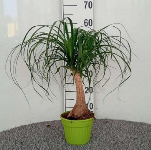 Pianta beaucarnea mangiafumo - beaucarnea,