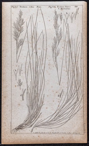 1834 piante fétuques - fétuques, erbe